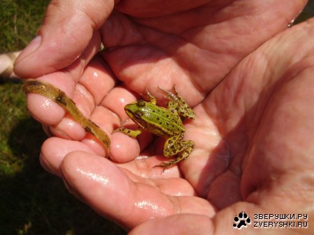 ������� ��������� �����...