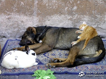 ������ �������� :)