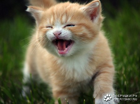 ����� ���������� :)