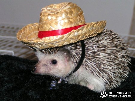 ���� � ������ ;)