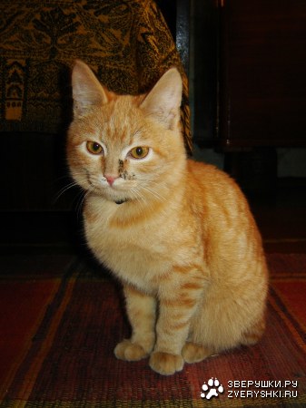 ��� ����� (7 ����������)