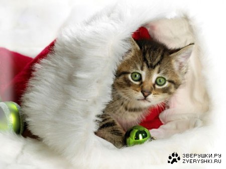 �������� ��������� � ������ ���� (11 ����������)