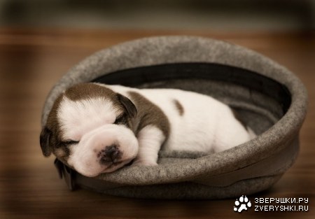 �������������� ������� (19 ����)