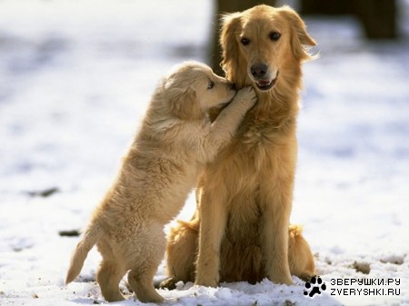 �������������� ������� (19 ����)