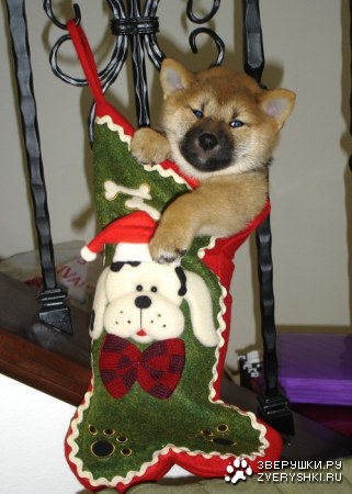 ���������� ��������� :)