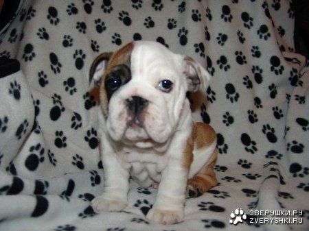 � ����� ������ (8 ����)