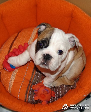 � ����� ������ (8 ����)