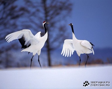 ����� (10 ����������)