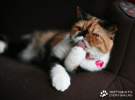 �������� ����� (11 ����������)