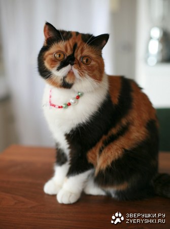 �������� ����� (11 ����������)