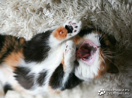 �������� ����� (11 ����������)