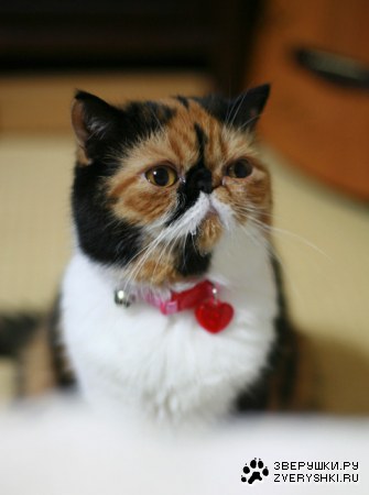 �������� ����� (11 ����������)