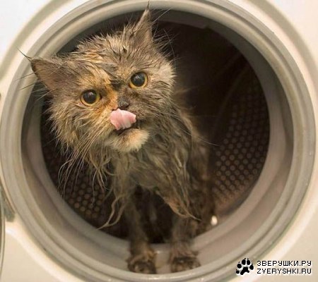 ������� �������� (4 ����)