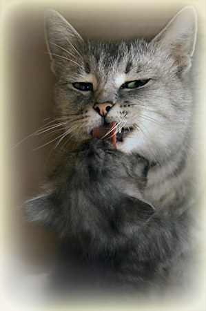 ���������� ���� :)