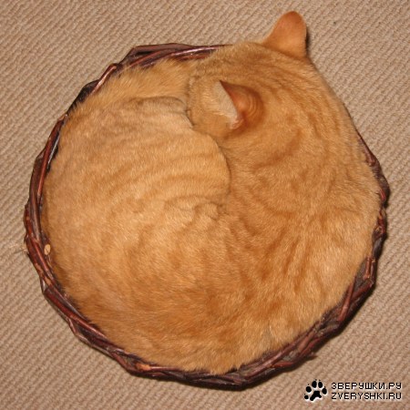 �������� :)