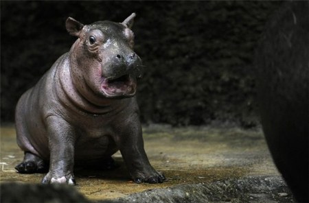 �������� (11 ����������)