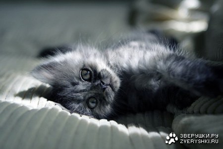 � ������... :)