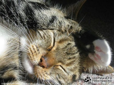 ������� ������� (8 ����)