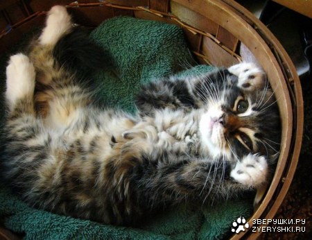 ������� ������� (8 ����)