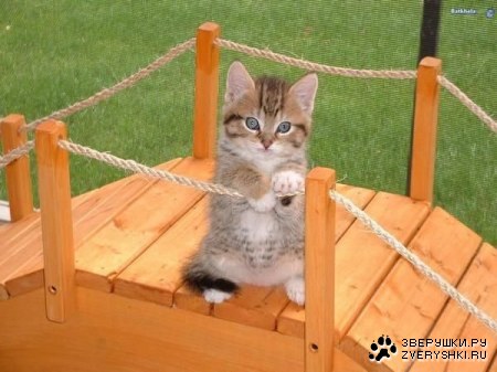 ����������� :)