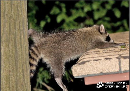 ��� �����������? :)