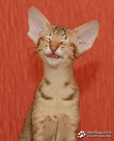 �������� :)