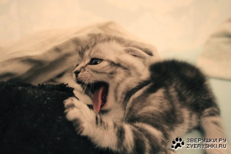 � ������ � ���� ����! :)