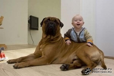 ������� � �������� (13 ����������)