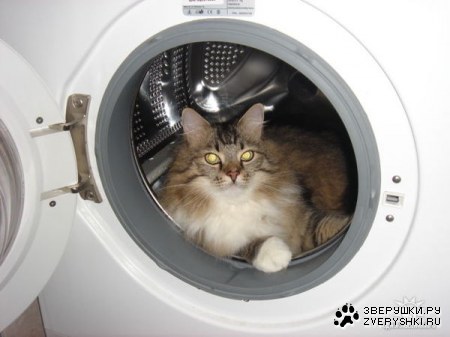 ������� �������� (4 ����)