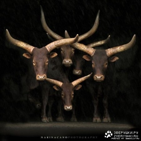 C������ 2009 ���� :)