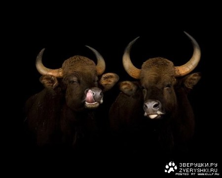 C������ 2009 ���� :)