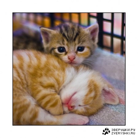 ����������� :)