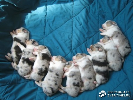 ������ ����� ;)