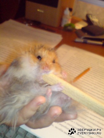 ������� ������� ;)