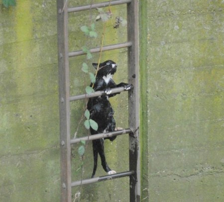 ��������������� ������� (7 ����)