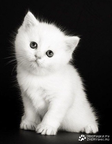 ����� ������� (33 ����������)