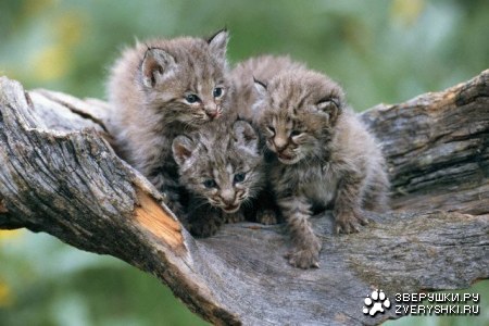 ������ ;)