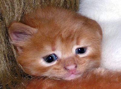 ������ ������ (7 ����������)