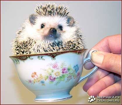 ��������� ��� ���������� :)