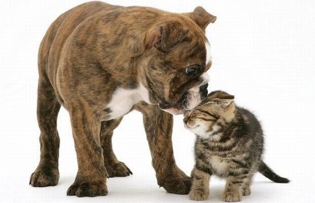 ������� ����� (12 ����������)