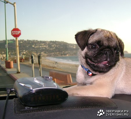 ������� :)