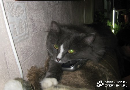 ������ :)