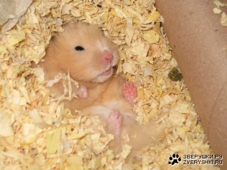 ����� �� ������ ;)