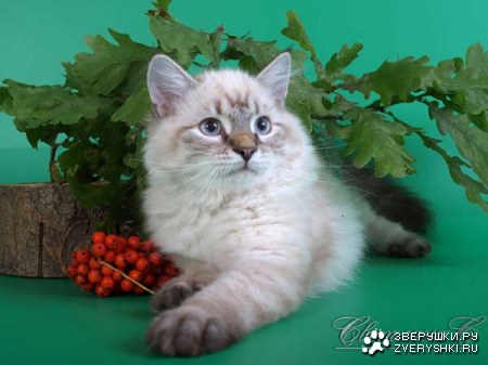 ������� � ������ (23 ����)