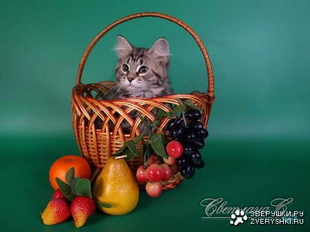 ������� � ������ (23 ����)