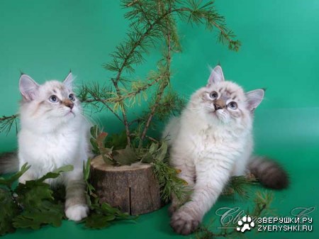 ������� � ������ (23 ����)