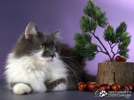 ������� � ������ (23 ����)