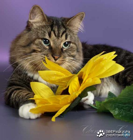 ������� � ������ (23 ����)