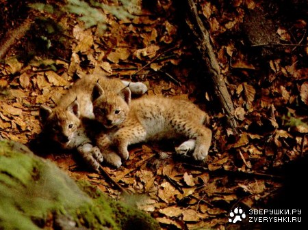 ������ ;)