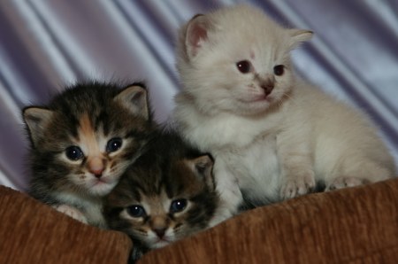 ��������� (11 ����������)